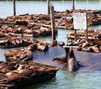 Sunbathing Sea Lions at Fisherman's Wharf