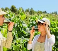 Wine Tasting Wine Tasting