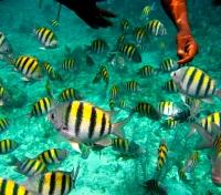 Snorkeling Snorkeling