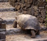 Tortoise on Santa Cruz Island
