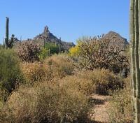 Desert Hiking 