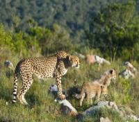 Cheetah and her Cub Cheetah and her Cub