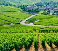 Ancient Vineyards