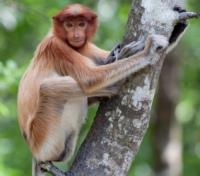 Probocis Monkey
