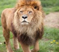 African Lion African Lion