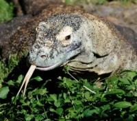 Komodo Dragon Komodo Dragon