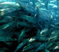 Sardines Close-up Sardines Close-up