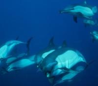 Dolphin Family Dolphin Family