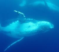 Humpback Whales Humpback Whales