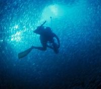Scuba Scuba