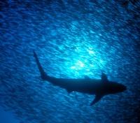 Sardine Shoal Sardine Shoal