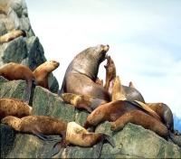 Sea lion colony Sea lion colony