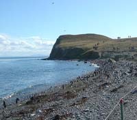 Penguin colony in a beach on Magdalena Island