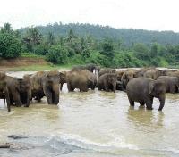 Pinnawala Elephant Orphanage