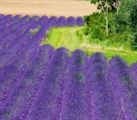 Lavender Field in Provence Lavender Field in Provence