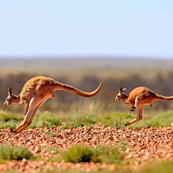 Australia Grand Journey | Australia Tours & Luxury Travel