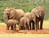 South Africa Tours 2019 - 2020 -  elephants