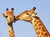 South Africa Tours 2019 - 2020 -  giraffe