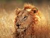 South Africa Tours 2019 - 2020 -  lion